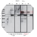 Immunoblot to detect Cdc25. Anti-Cdc25 [DG4] and [DG9] detect only the fast migrating un-phosphorylated Cdc25. Anti-Cdc25 [DG6] and [DG20] detect the fast migrating un-phosphorylated Cdc25 and the slower phosphorylated Cdc25.