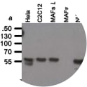 Western blot analysis of BB2SS3F3 antibody. Whole cell lysate from human (Hela) and mouse (C2C12, immortalized mouse adult fibroblasts (MAFs), NIE-115) cell lines were separated on SDS-PAGE gel, transferred to nitrocellulose membrane and blotted with BB2SS3F3 antibody. Both primary and secondary antibodies were diluted in blocking buffer (5% nonfat dry milk resuspended in 0.1% Tween and 1X PBS). The predicted molecular weight is 70.7kDA and 71.4kDa for human and mouse LBR respectively. The absence of a band in LBR null MAFs indicated that the antibody specifically recognizes LBR.