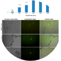 From Megias et al, International Journal of Pharmaceutics, Volume 518, Issues 1–2, 25 February 2017, Pages 270-280
Transfection efficiency of Fe3O4/PEI/DNA nanocomplexes at different PEI/DNA ratios. (A) Flow cytometer analysis. Data is indicated as mean value ± standard deviation (n = 3). Post-hoc Tukey analysis from ratio 0/0 (only Opti-MEM, ***p < 0.001) and from ratio 0/1 (only DNA, ¥¥¥p < 0.001). (B) Contrast phase images, corresponding fluorescent images, and merged images of transfected HEK-293 cells at different PEI/DNA (w/w) ratios. The images were acquired at ×20 original magnification.