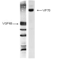 The antigen was gradient purified RSN-A2 virus (subgroup A). First antibodies: Lane “Hus”: RS virus convalescent human sera; Lane “MAb”: 11-5-G9 antibody. The antigen was analysed by electrophoresis using non-reducing conditions (SDS alone) for Lane “MAb” and reducing conditions for Lane “Hus” as described in Gimenez et al. (1986).

The identity and molecular weight of the protein target of this antibody was validated by including within the immunoblot assay (as a marker) a convalescent serum sample from a RS virus infected patient. The protein specificities of the antibodies induced in the human convalescent serum is described in Gimenez et al. (1987).