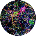 Image for Anti-TagRFP (Rabbit) "Brainbow" polyclonal antibody