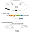 Plasmid map