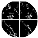 CK-B localizes to membrane ruffles in Maf-DKO macrophages. Cells were seeded on glass coverslips and stimulated overnight with LPS or left unstimulated. After
fixation in paraformaldehyde, cells were stained for CK-B using an antibody against mouse CK-B (A, C), and actin using Alexa568-labelled phalloidin (B, D). Images were taken
on an Olympus FV1000 confocal laser scanning microscope. Arrows indicate cell tips containing CK-B.