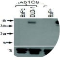 As the DLD-1 colorectal adenocarcinoma cell line is known to express c-kit, Western blot analysis was performed to determine binding. 1C8 and 2C11 both bound to the endogenous c-kit protein in DLD-1 cells but not in the c-kit negative cell line BxPc.