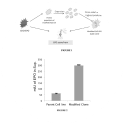 Image for Recombinant CHO-K1 cell line with integrated Technology for enhanced production of second generation Human Erythropoietin protein called Darbepoetin (Darbe), in Adherent Cells