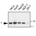 Western blotting on an array of lysates prepared from cultured cells using anti-RIP140 [6D7]. Antibody dilution: 1/500, incubated o/n in PBS+NaN3. Secondary: anti-mouse HRP, 1/2000, 1h. Exposure: 1min
