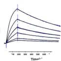 <b>FIGURE 2.(B)
Kinetic evaluation of the avian scFvs with their respective protein antigens.</b> 
scFvB8 was analyzed by SPR in a HA capture configuration, which oriented the scFv on the surface of the sensor chip. FC 1 and 2 were functionalized with the anti-HA capture antibody. Purified scFv was captured on FC 2 only and PSA passed over FC 1 and 2. The sensorgrams were FC2–1 and double (buffer) reference-subtracted, and the 3.16 nM concentration was carried out in duplicate. Three independent analyses were carried out, and kinetic constants are reported ± standard error. RU, response units.
