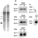 Adapted from Nishi N, Abe A, Iwaki J, Yoshida H, Itoh A, Shoji H, Kamitori S, Hirabayashi J, Nakamura T. Functional and structural bases of a cysteine-less mutant as a long-lasting substitute for galectin-1. Glycobiology. 2008 Dec;18(12):1065-73. doi: 10.1093/glycob/cwn089. Epub 2008 Sep 16. PMID: 18796645. Comparison of Gal-1 and CSGal-1 binding proteins in Jurkat cells. Gal-1 and CSGal-1 binding proteins were affinity-purified from the solubilized membrane fraction of Jurkat cells using a Gal-1/CSGal-1-immobilized column. (A) The affinity-purified proteins were resolved by means of SDS–PAGE and then stained with Coomassie Brilliant Blue R-250. (B) The affinity-purified proteins were subjected to Western blot analysis using antibodies against the candidate receptor proteins for Gal-1. Lane 1, the affinity-purified proteins with the Gal-1-immobilized column; lane 2, the affinity-purified proteins with the CSGal-1-immobilized column. M, molecular weight marker proteins.