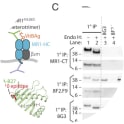 A novel antibody against MR1 reveals a β2m-deficient HC conformer exists in the ER. (A) Schematic representation of the conformational states of steady-state MR1 as distinguished by each antibody. MR1-HC (blue) shown bound or not to β2m (gray), and empty or loaded with VitBAg. The charged lysine-43 side chain in empty MR1-HC is indicated by a plus symbol (+). (B) Structural alignment of MR1–β2m-6-FP (PDB ID code 4GUP; gray) and HLA-B27 (PDB ID code 1HSA; green) with their bound antigens. Epitopes for mAbs 8G3 and HC10 are highlighted in purple and red, respectively. (C) C1R cells transfected with MR1 were treated without ligand (lanes 1–5) or with Ac-6-FP (lanes 6–9) for 6 h, then lysed and sequential IPs performed using antibodies against the cytosolic tail (αMR1-CT) or conformational-specific mAbs 8G3 or 8F2.F9. After the primary IP (1°) was carried out (lanes 1, 2, 6) the remainder was then subjected to a secondary IP (2°) with each antibody (lanes 3–5, 7–9). Precipitates were treated with endo H or not, then separated by SDS/PAGE and immunoblotted with αMR1-CT or anti-β2m. Endo H-resistant (R) or -sensitive (S) MR1 are indicated. Taken from McWilliam HEG, Mak JYW, Awad W, Zorkau M, Cruz-Gomez S, Lim HJ, Yan Y, Wormald S, Dagley LF, Eckle SBG, Corbett AJ, Liu H, Li S, Reddiex SJJ, Mintern JD, Liu L, McCluskey J, Rossjohn J, Fairlie DP, Villadangos JA. Endoplasmic reticulum chaperones stabilize ligand-receptive MR1 molecules for efficient presentation of metabolite antigens. Proc Natl Acad Sci U S A. 2020 Oct 6;117(40):24974-24985. doi: 10.1073/pnas.2011260117. Epub 2020 Sep 21. PMID: 32958637; PMCID: PMC7547156.