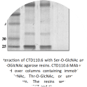 Image for Anti-O-GlcNAc (CTD110.6) antibody