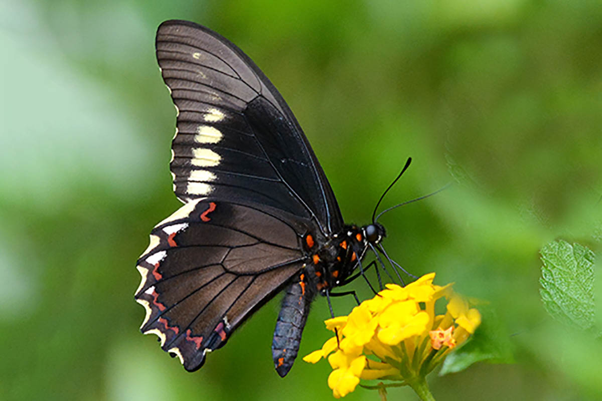 Ventral de Battus polydamas polydamas