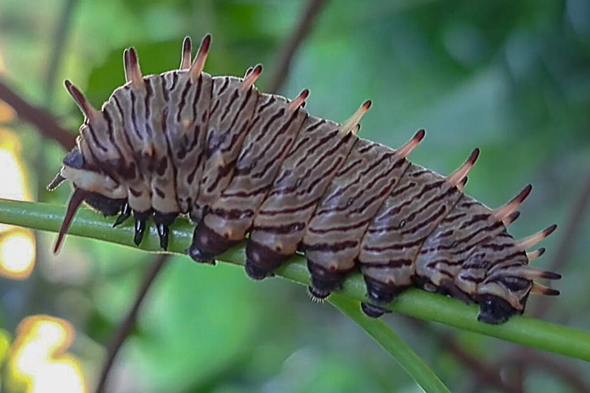 Estágio imaturo de Battus polydamas polydamas
