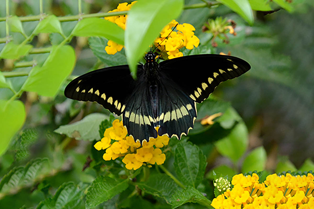 Dorsal de Battus polydamas polydamas