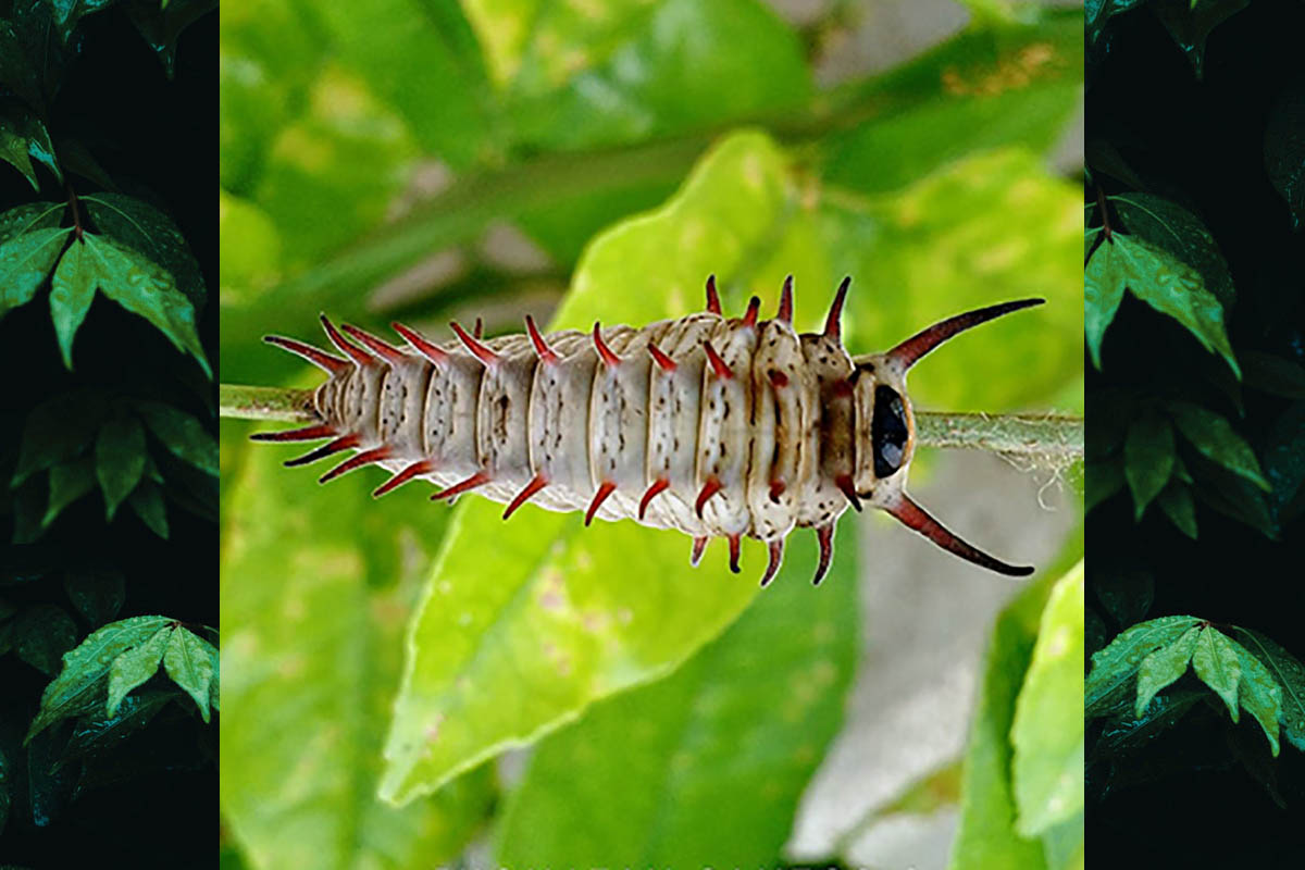 Estágio imaturo de Battus polystictus polystictus