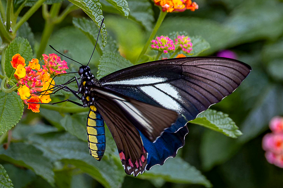 Ventral de Battus crassus crassus