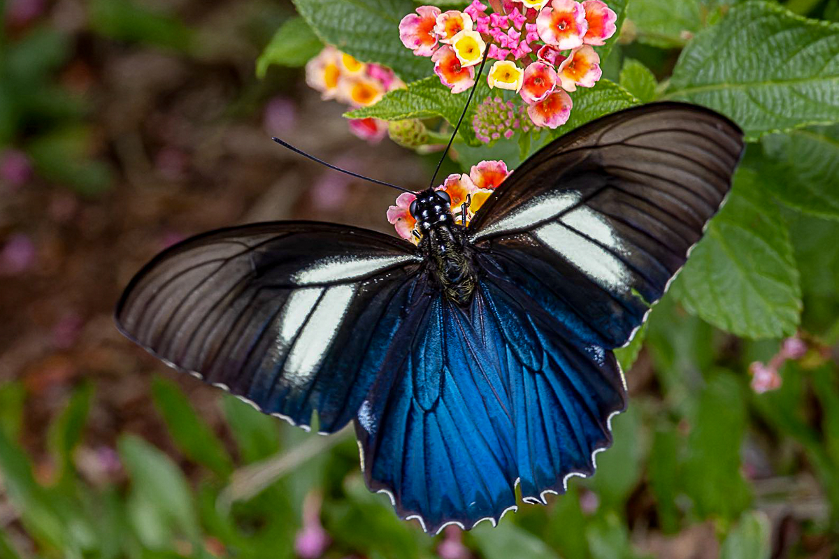 Dorsal de Battus crassus crassus
