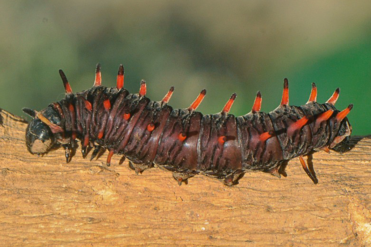 Estágio imaturo de Battus polydamas polydamas