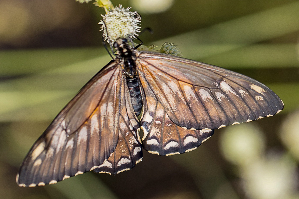 Dorsal de Euryades corethrus