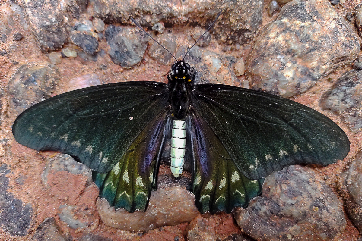 Dorsal de Battus polystictus polystictus
