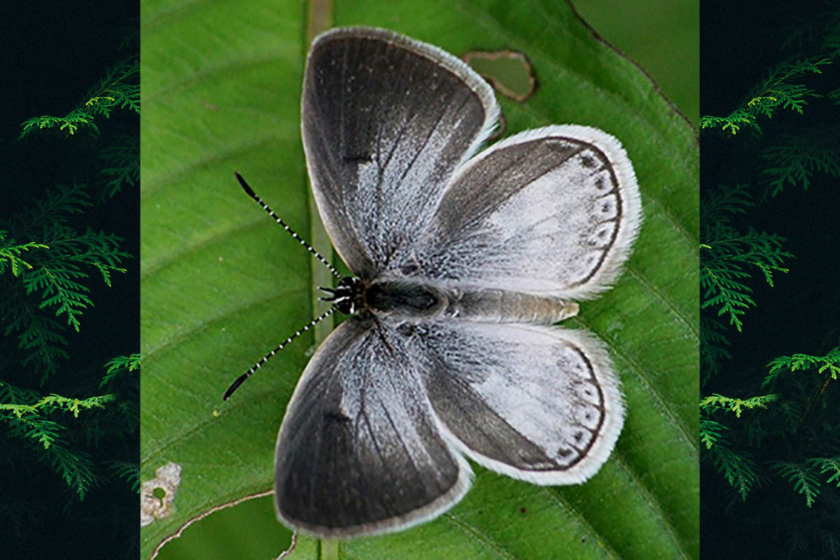 Dorsal de Hemiargus hanno hanno