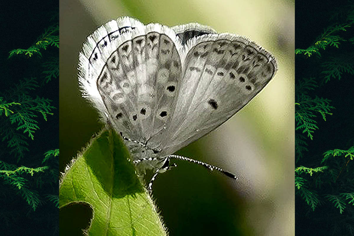 Ventral de Hemiargus hanno hanno