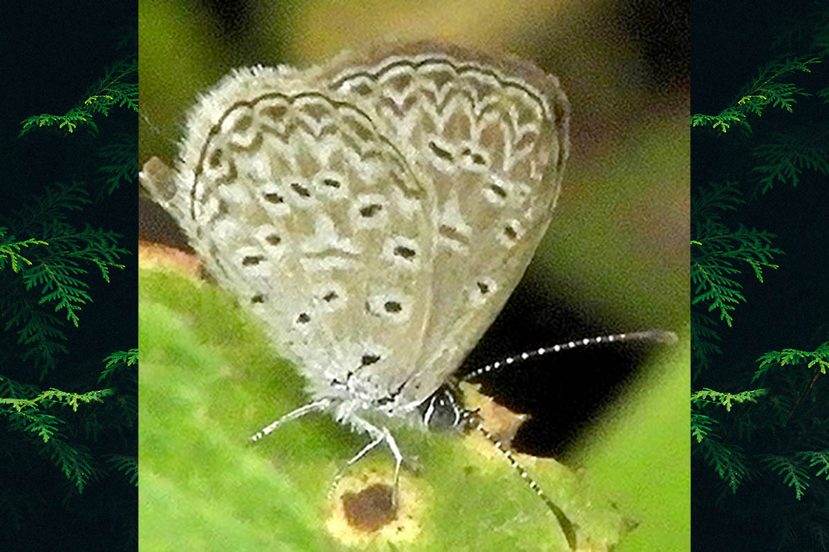Ventral de Zizula cyna