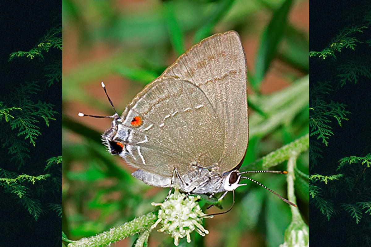 Ventral de Allosmaitia strophius