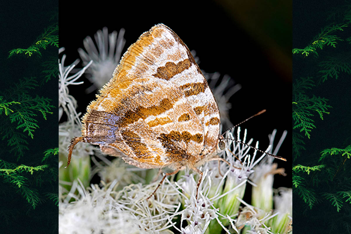 Ventral de Arawacus dolylas