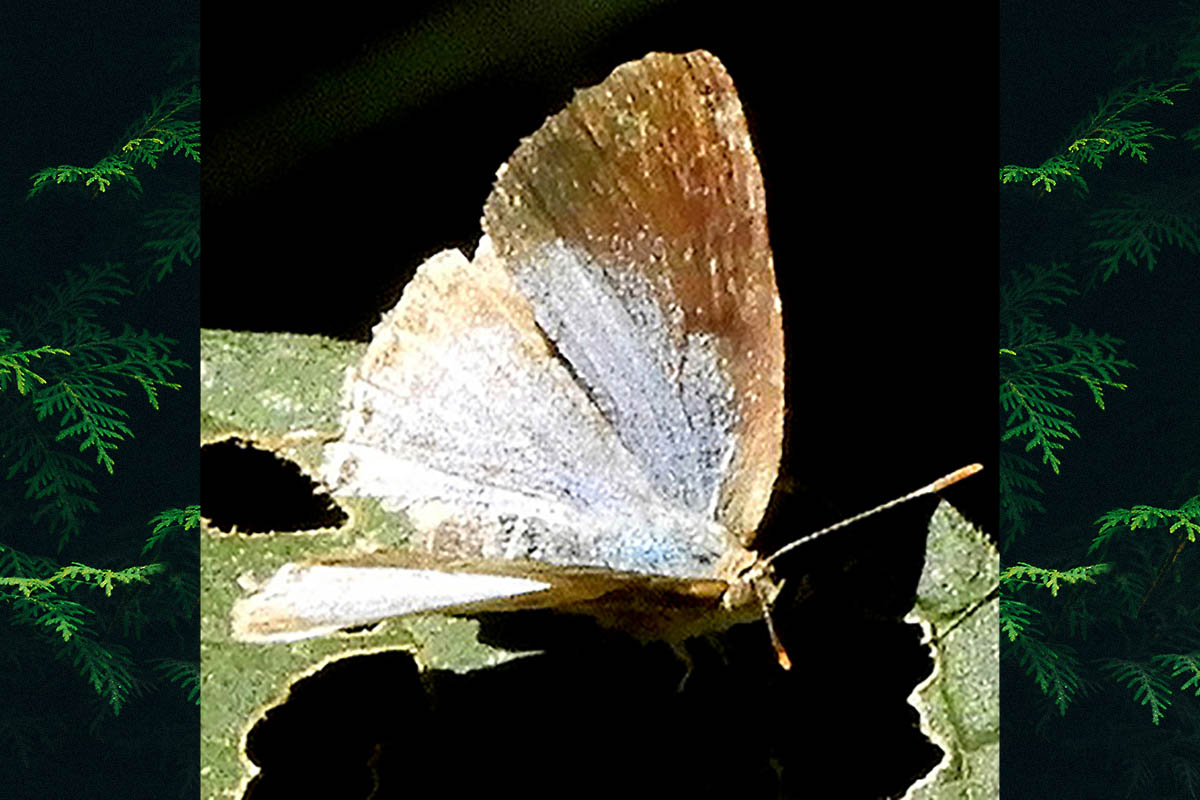 Dorsal de Arawacus dolylas