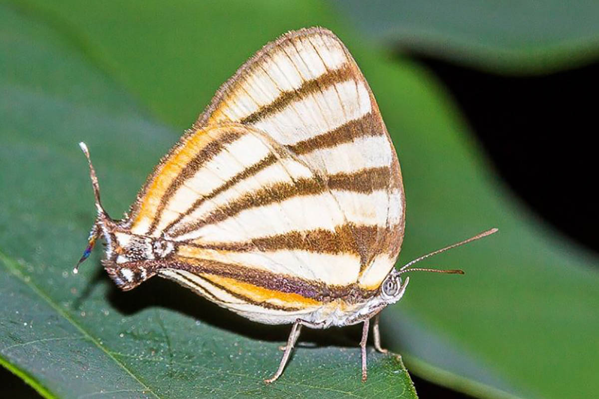 Ventral de Arawacus separata