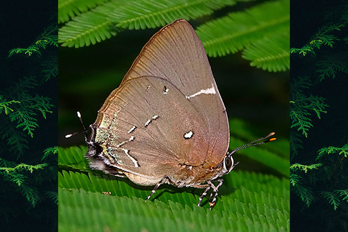 Ventral de Oenomaus moseri