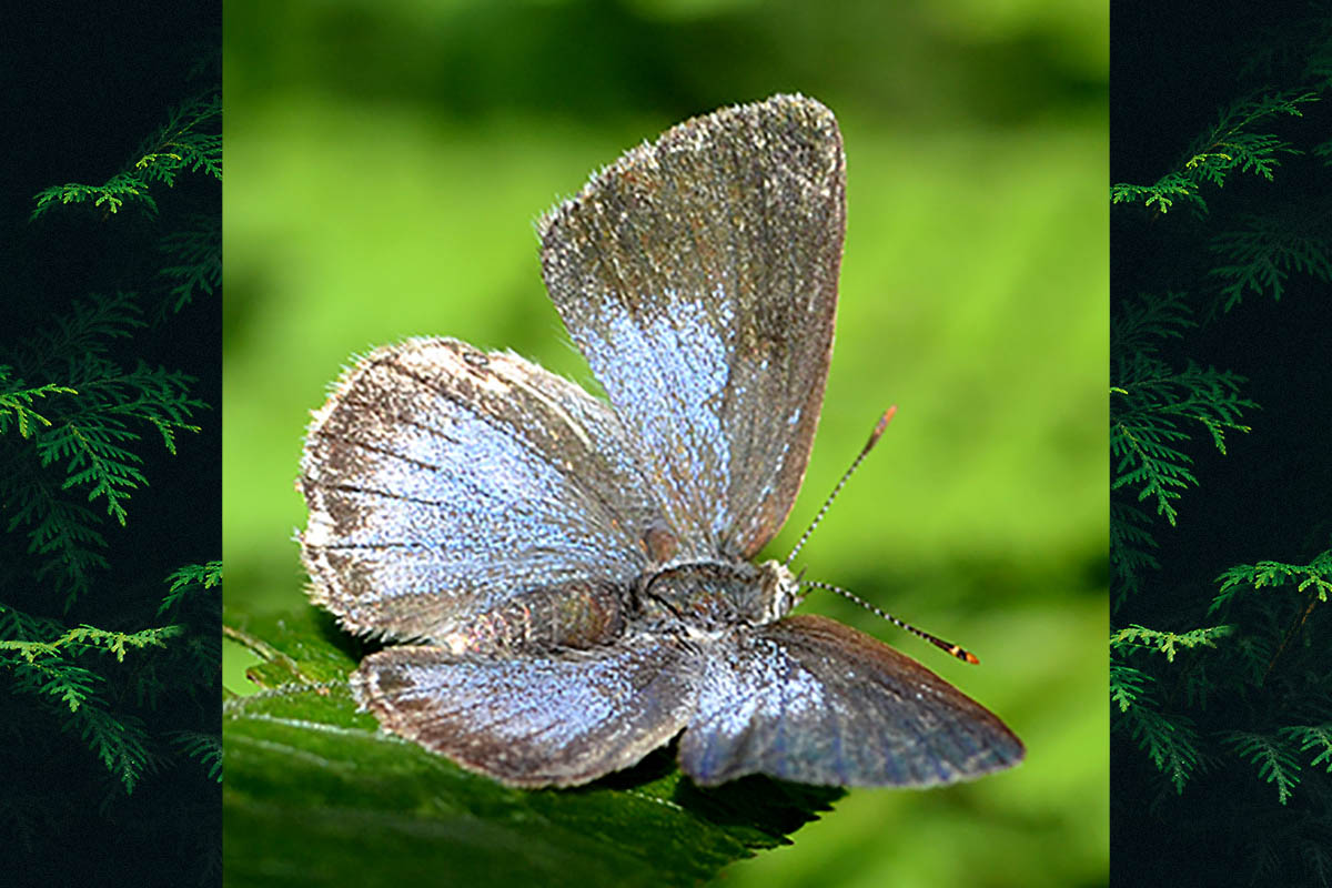 Dorsal de Arawacus tadita