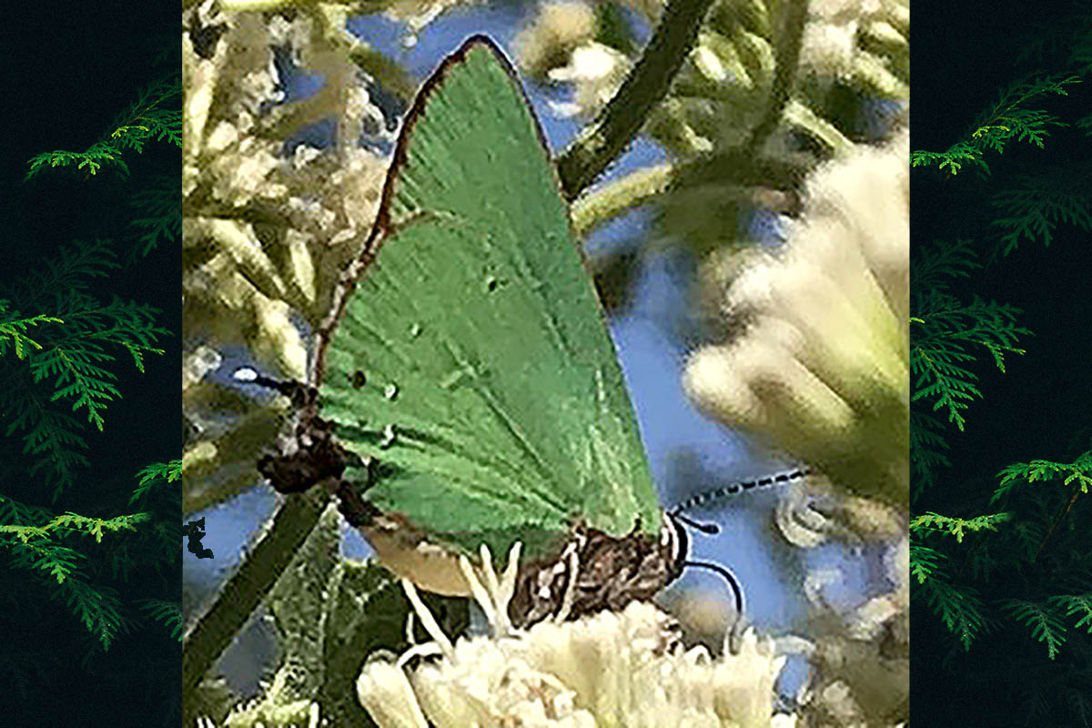 Ventral de Cyanophrys amyntor