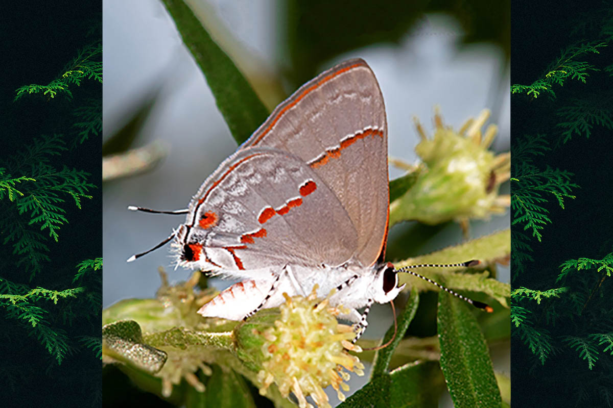 Ventral de Ministrymon azia
