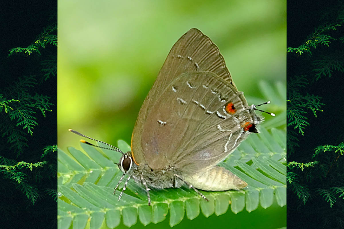 Ventral de Michaelus ira