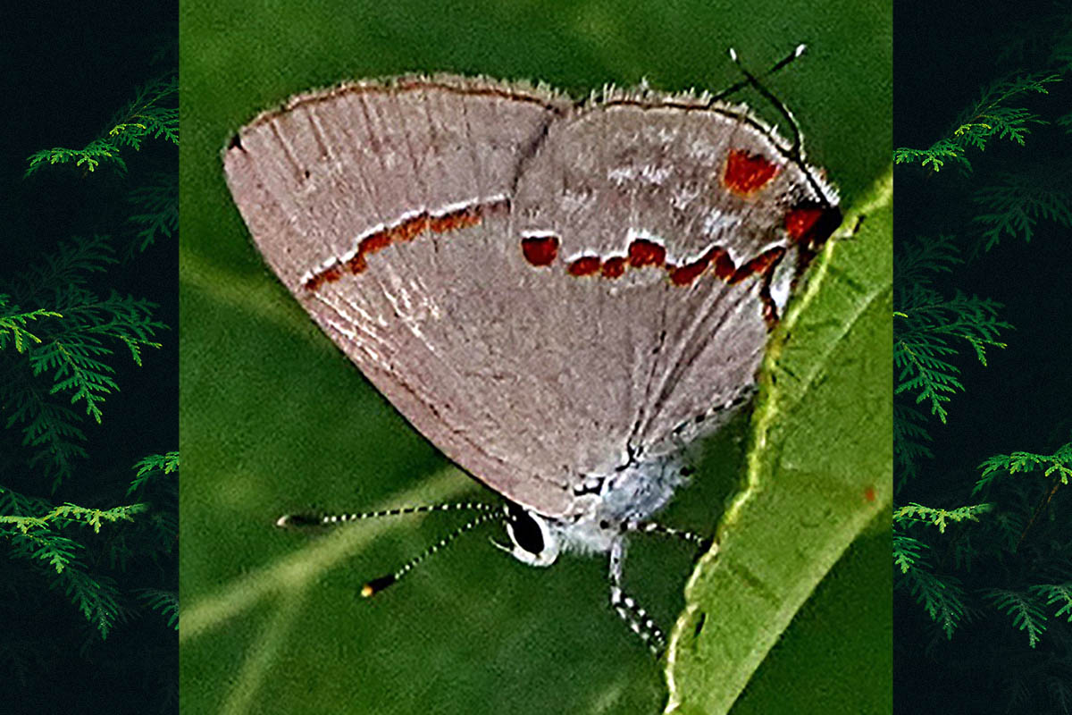 Ventral de Nicolaea demilineata