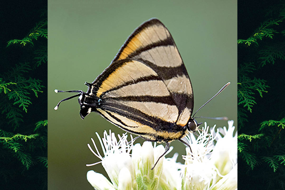 Ventral de Panthiades phaleros
