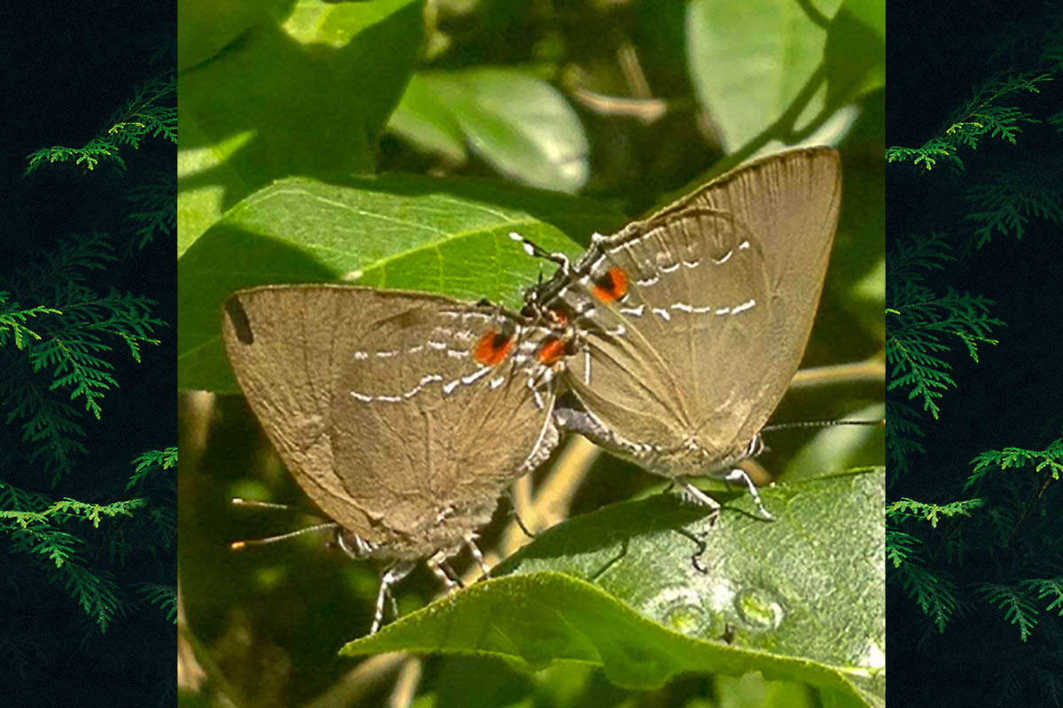 Ventral de Kolana ligurina