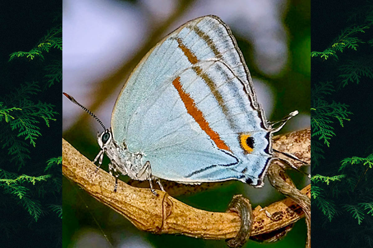Ventral de Paiwarria venulius