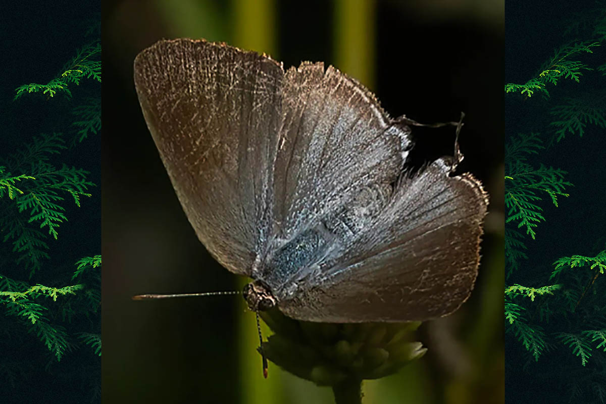 Dorsal de Rekoa palegon
