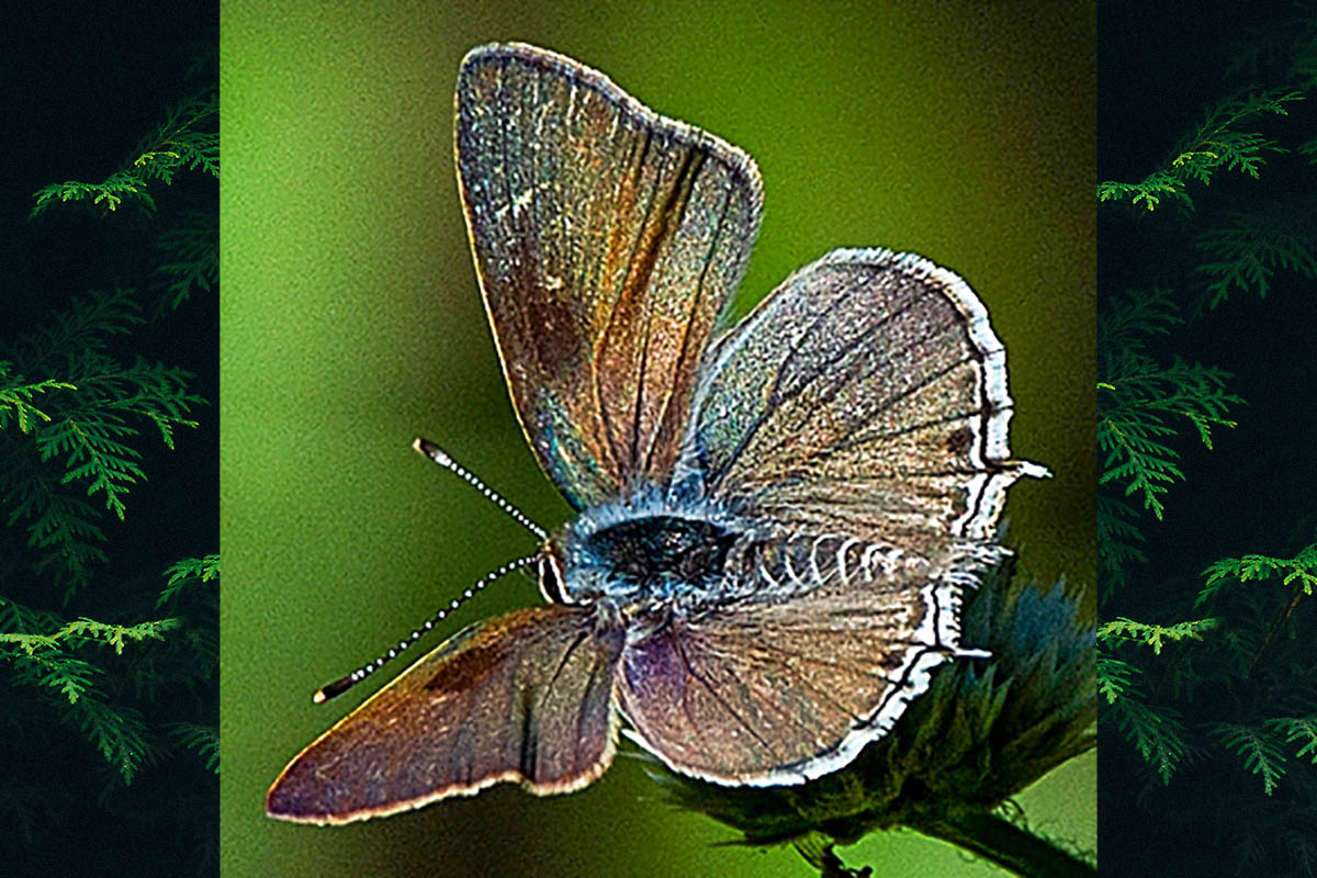 Dorsal de Strymon astiocha