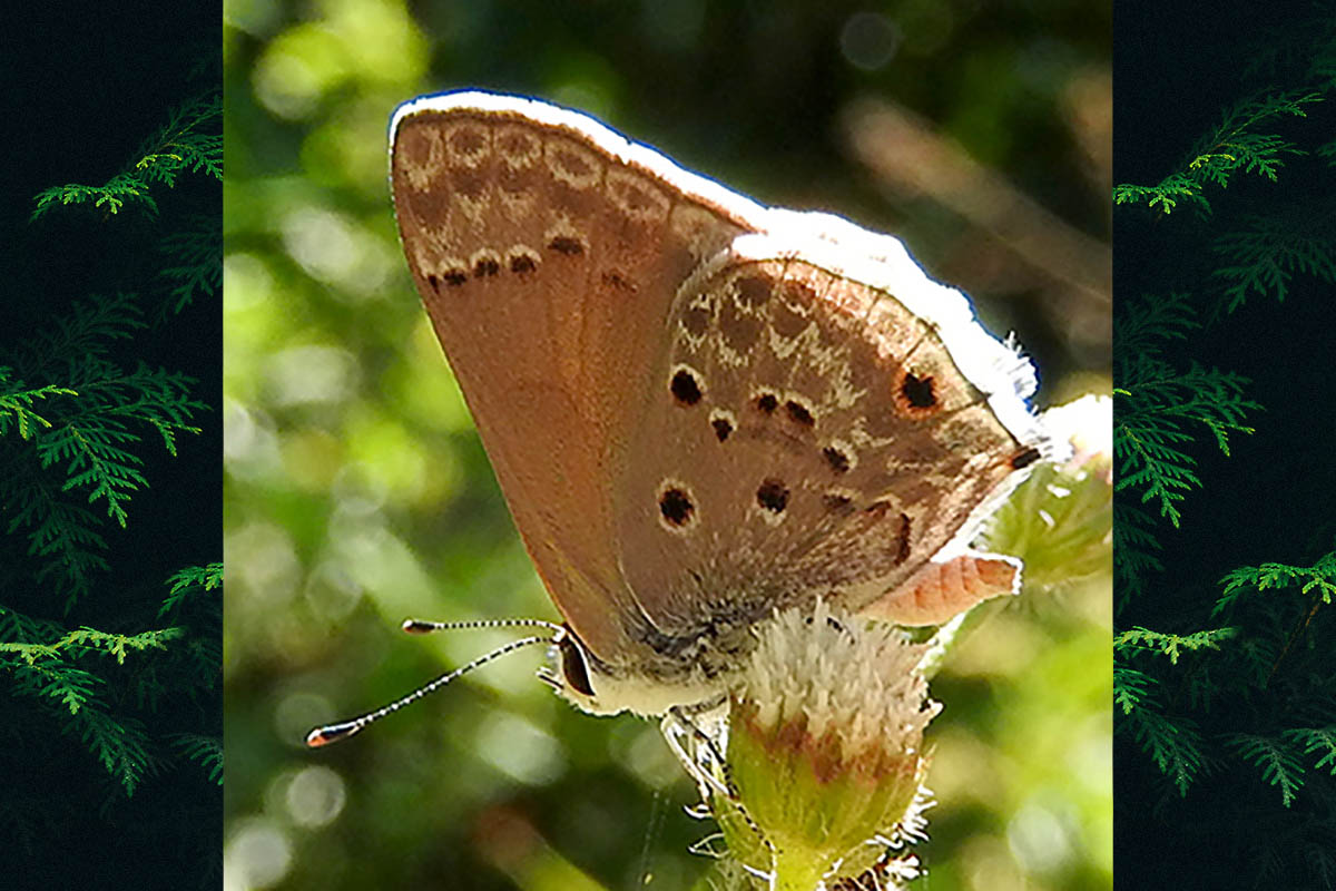 Ventral de Strymon bubastus
