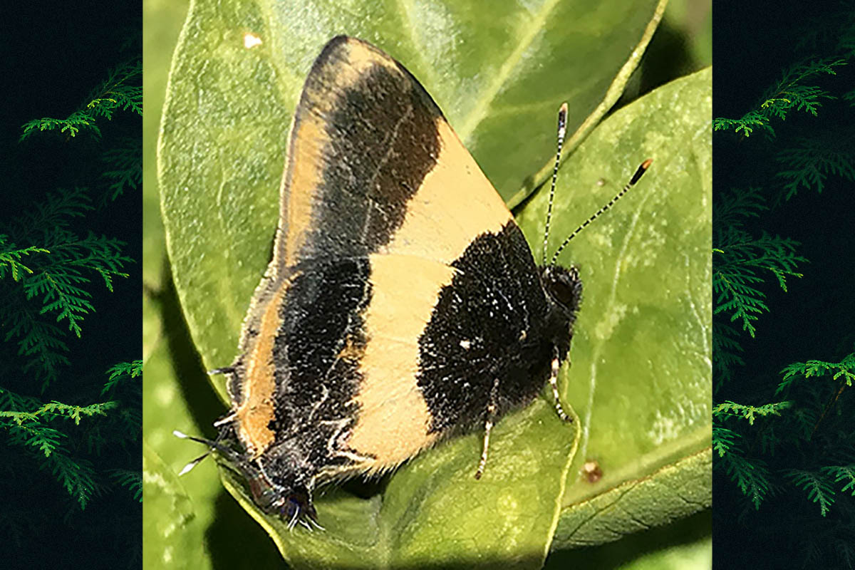 Ventral de Arzecla calatia