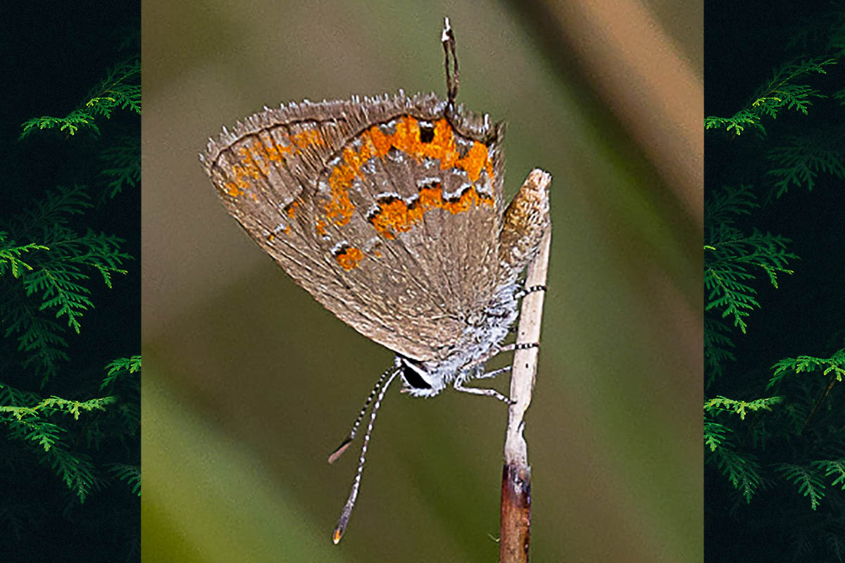 Ventral de Strymon ohausi