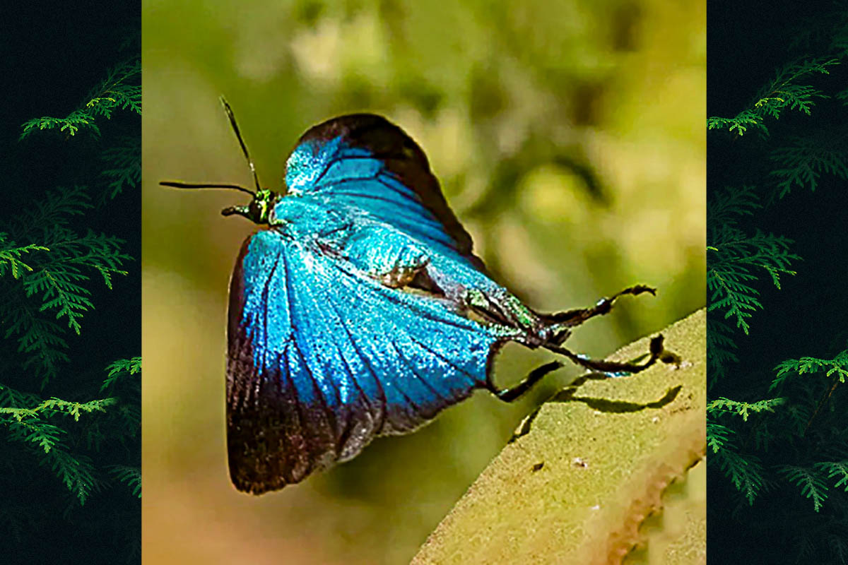 Dorsal de Arcas imperialis