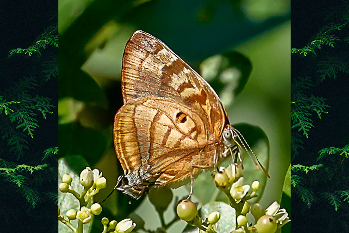 Ventral de Rekoa meton