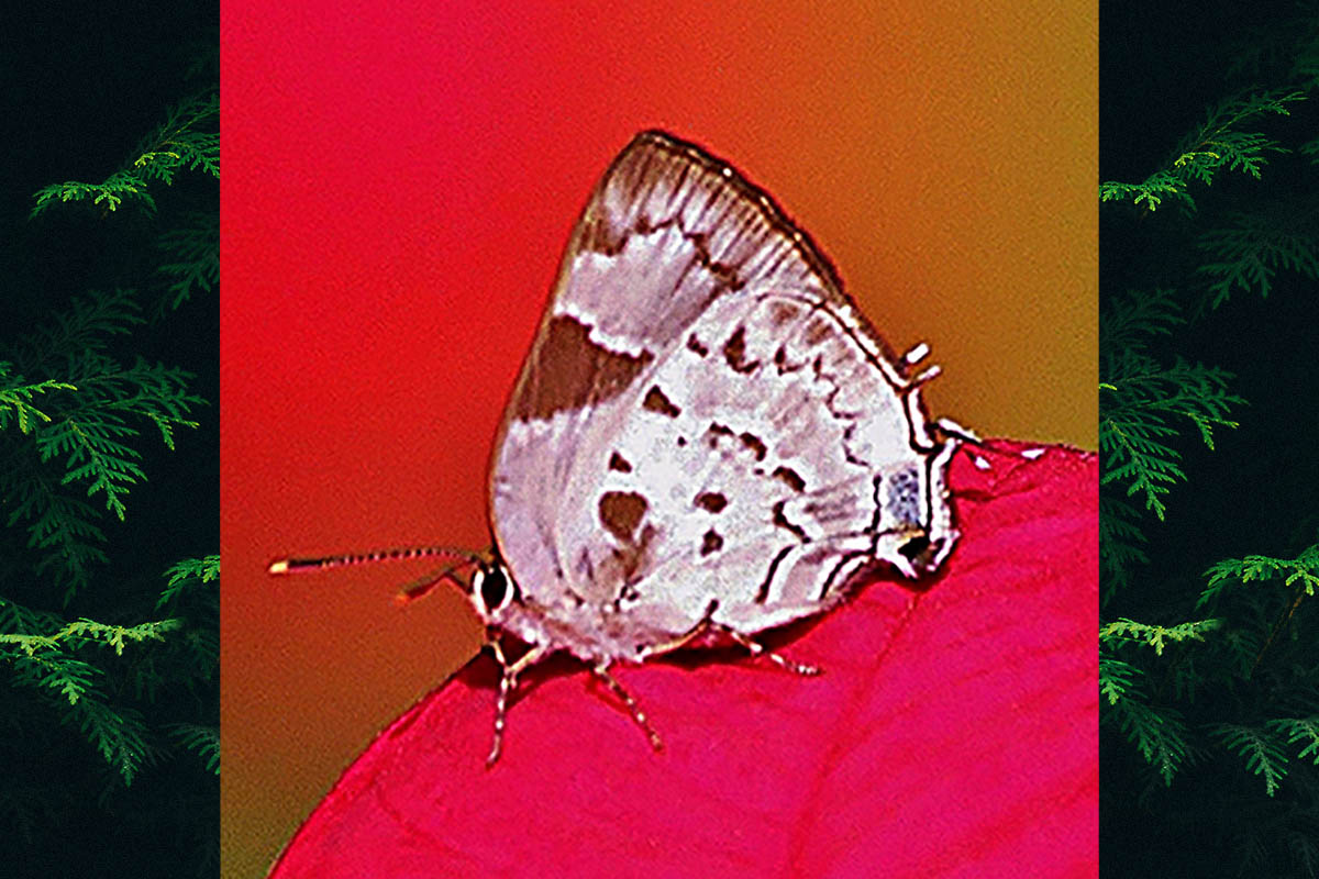 Ventral de Tmolus cydrara