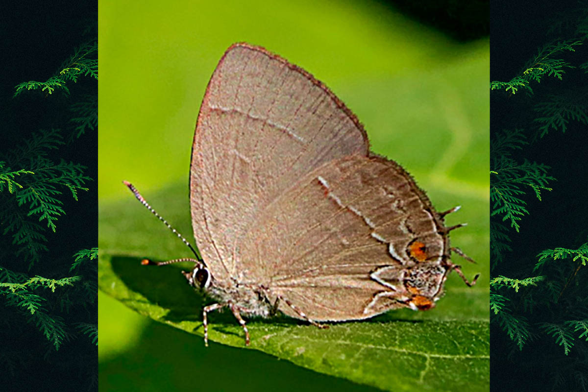 Ventral de Symbiopsis strenua