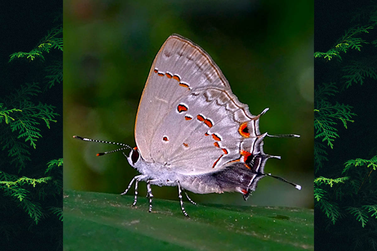 Ventral de Strymon ziba