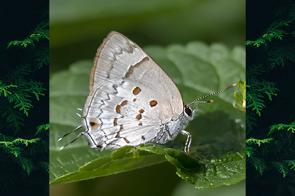 Ventral de Tmolus echion